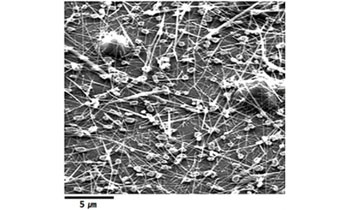 Growth of silicon nanowires in aqueous solution under atmospheric pressure. 
